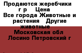 Продаются жеребчики 14,15 16 г.р  › Цена ­ 177 000 - Все города Животные и растения » Другие животные   . Московская обл.,Лосино-Петровский г.